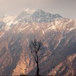 brown bare tree on brown and white mountain during daytime